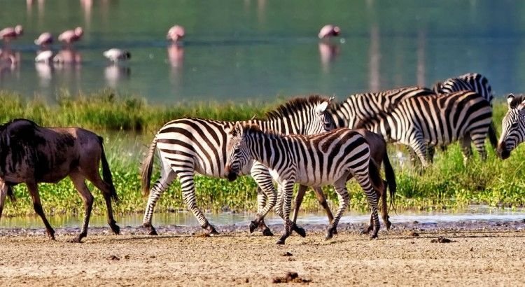 la-gran-migracion-serengeti-mara