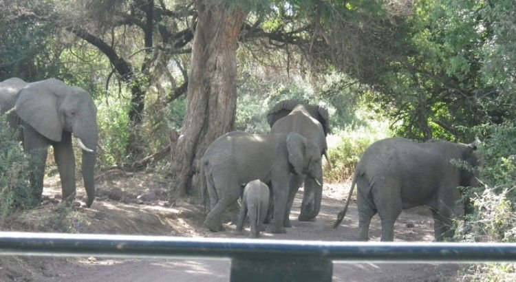 elefantes-en-lago-manyara