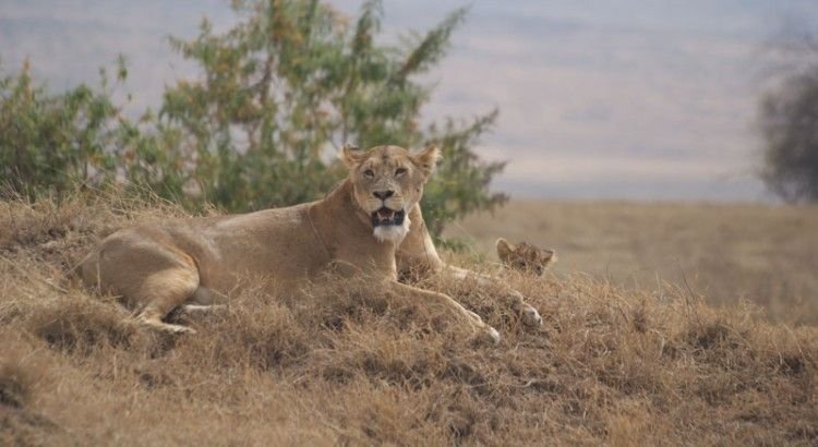 leones en crater del Ngorongoro